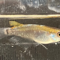 ﾚｯﾄﾞｸﾘﾌﾀﾞｰｸﾀｲﾌﾟﾒﾀﾞｶ(８匹)の画像
