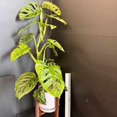 観葉植物　モンステラ　マドカズラ　BIG 60㎝の画像