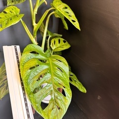 観葉植物　モンステラ　マドカズラ　BIG 60㎝の画像