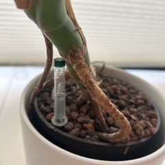 モンステラ　観葉植物の画像
