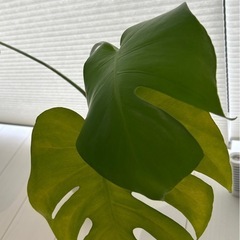 モンステラ　観葉植物の画像