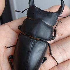 オオクワガタ能勢SR血統♂♀ペア53の画像