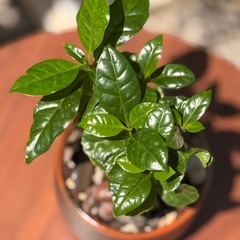 【一点物】コーヒーの木 × 抹茶椀｜観葉植物 23cm 和モダンインテリアの画像