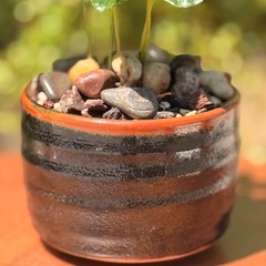 【一点物】コーヒーの木 × 抹茶椀｜観葉植物 23cm 和モダンインテリアの画像