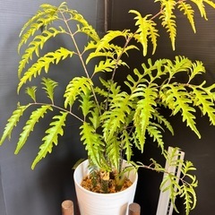 観葉植物　購入者へプレゼント　ポリシャス　40センチ！2本入り先着の画像