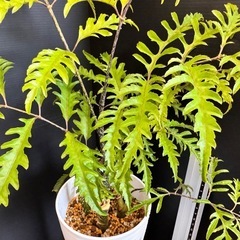 観葉植物　購入者へプレゼント　ポリシャス　40センチ！2本入り先着の画像