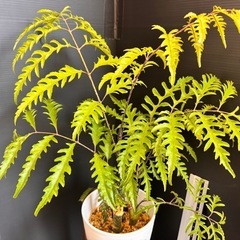 観葉植物　購入者へプレゼント　ポリシャス　40センチ！2本入り先着の画像