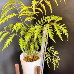 観葉植物　購入者へプレゼント　ポリシャス　40センチ！2本入り先着の画像