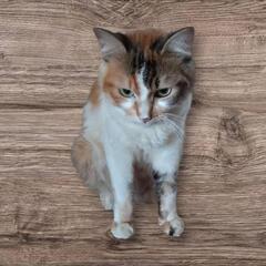 迷い猫拾(三毛猫はメスでキジ？サバ？はオス)1歳〜2歳くら…