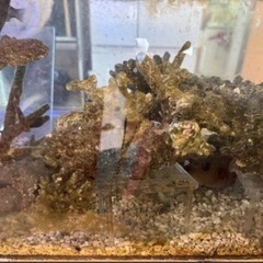 珊瑚石の天然ライブロック　海水熱帯魚　水槽用品　世田谷区の画像