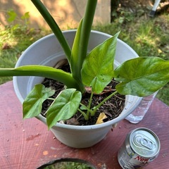 ✨クワズイモ鉢植え🪴の画像