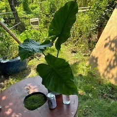 ✨クワズイモ鉢植え🪴の画像