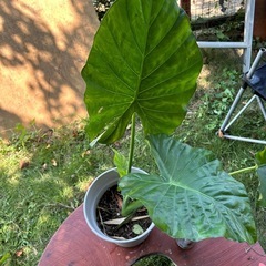 ✨クワズイモ鉢植え🪴の画像