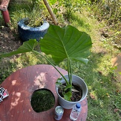 ✨クワズイモ鉢植え🪴の画像