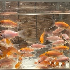 錦鯉稚魚　の画像