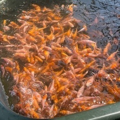 錦鯉稚魚　の画像