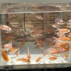 錦鯉稚魚　の画像