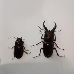沖縄ノコギリクワガタ♂56㎜、♀32㎜ペアの画像