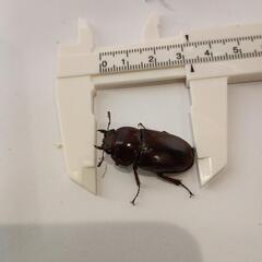 沖縄ノコギリクワガタ♂56㎜、♀32㎜ペアの画像