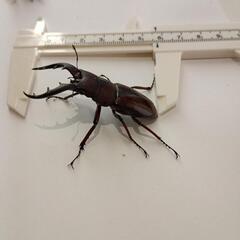 沖縄ノコギリクワガタ♂56㎜、♀32㎜ペアの画像