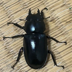 ウエストウッディ
の画像