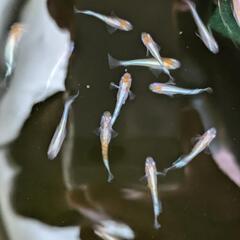 朱光菊　メダカ　幼魚〜若魚　５匹+αの画像