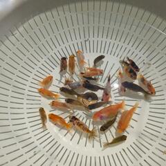 【金魚】選別モレ２５匹＋おまけ匹🐢らんちゅう＋江戸錦の幼魚の画像