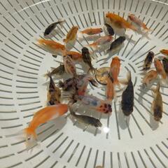 【金魚】選別モレ２５匹＋おまけ匹🐢らんちゅう＋江戸錦の幼魚の画像
