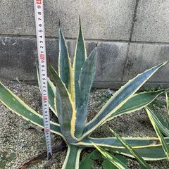 アガベ　アメリカーナ　覆輪斑の画像