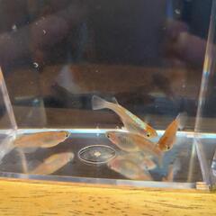 朱光菊(しゅこうぎく)〈残り2セット〉メダカ　幼魚〜若魚　10匹+αの画像