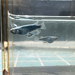 【西郷めだか直系】めだか　ブルネロ　メダカの画像