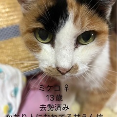 4匹の猫の里親さま募集です
