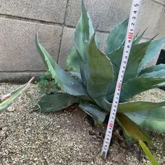 アガベ　オバティフォリアの画像