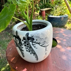 🪴鉢植えモンスラテラ🪴の画像