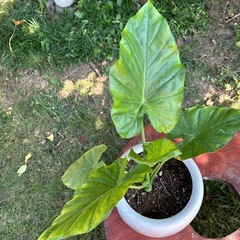 🪴鉢植えモンスラテラ🪴の画像
