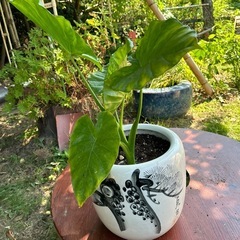🪴鉢植えモンスラテラ🪴の画像