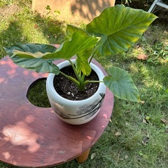 🪴鉢植えモンスラテラ🪴の画像