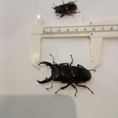 沖縄ヒラタクワガタペア♂56㎜♀32㎜野外個体の画像