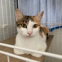 こんなに美しいのに捨てられていた三毛猫ちゃん
