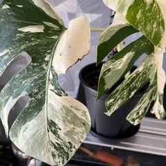 ✨🉐✨【観葉植物】モンステラホワイトタイガーの画像