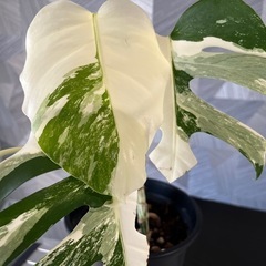 ✨🉐✨【観葉植物】モンステラホワイトタイガーの画像
