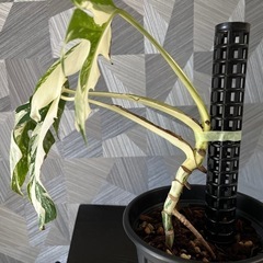✨🉐✨【観葉植物】モンステラホワイトタイガーの画像