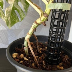 ✨🉐✨【観葉植物】モンステラホワイトタイガーの画像