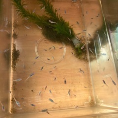 メダカの稚魚あと1人で終了の画像