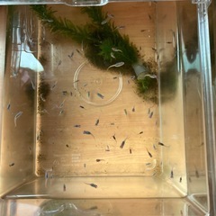 メダカの稚魚あと1人で終了の画像