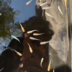 煌　若魚　産卵中の画像