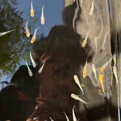 煌　若魚　産卵中の画像