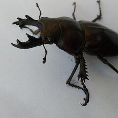 ヤエヤママルバネクワガタ62オンライン決済専用