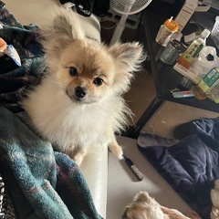 2歳ポメラニアンメス
