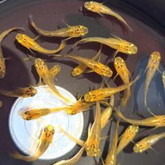 紅薊　ベニアザミ　幼魚　10匹の画像